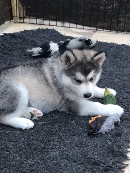 Siberian Husky Puppys