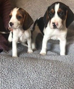 Beagle Puppies