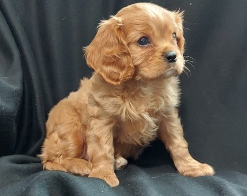 Cavalier King Charles Spaniel pups