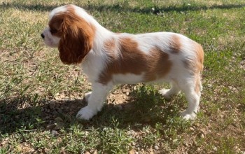 Cavalier King Charles Spaniel pups