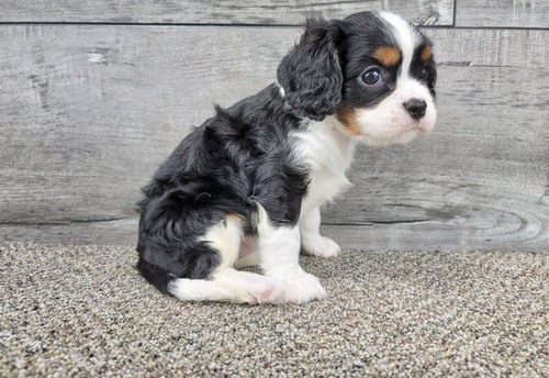 Cavalier King Charles Spaniel pups