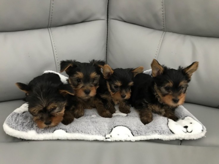 Beautiful Yorkshire Terriers Available