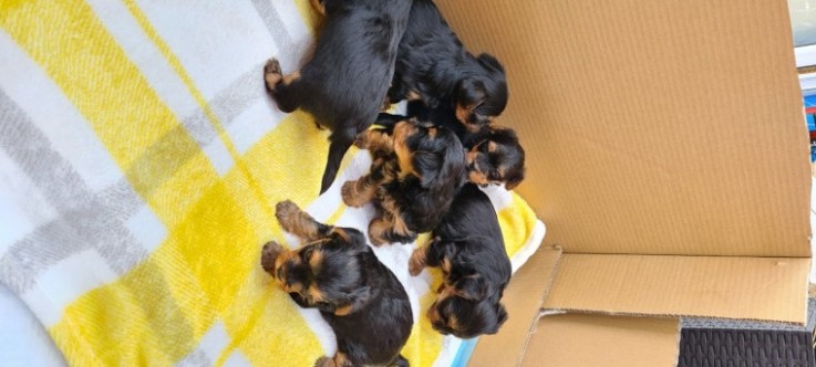 Yorkshire Terriers Available