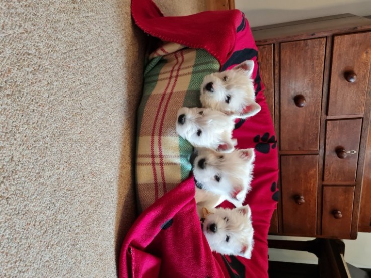 Beautiful Westie Puppies For Sale