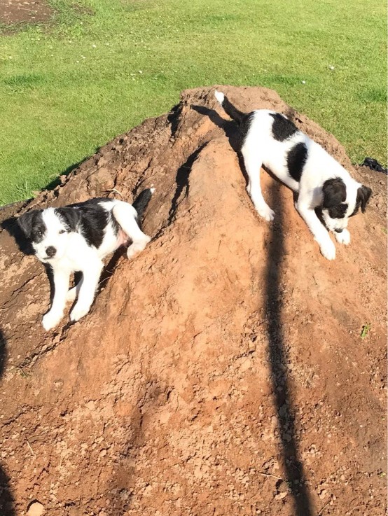 Jack Russell Puppies