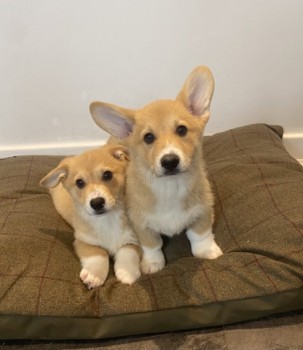 Welsh Corgi Pembroke 