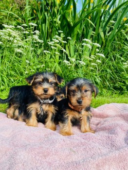 Beautiful Yorkshire Terriers Available