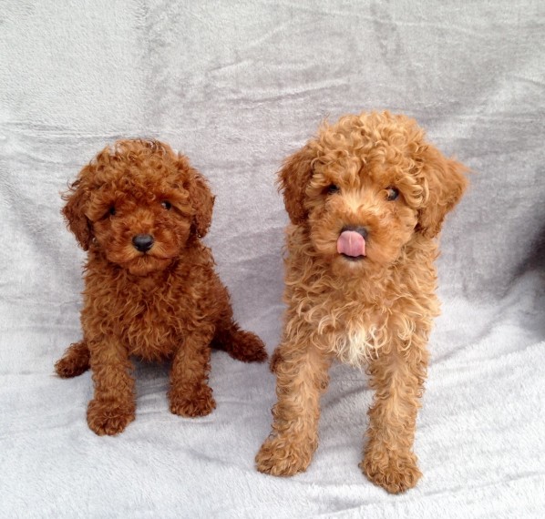 Beautiful Red Toy Poodle Puppies