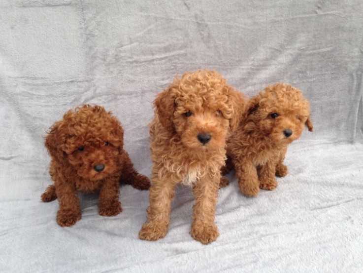 Red Toy Poodle Puppies