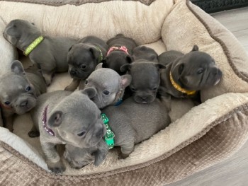 French Bulldog Puppies