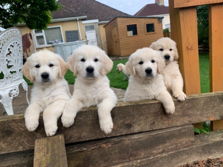 Quality Golden Retriever Puppies