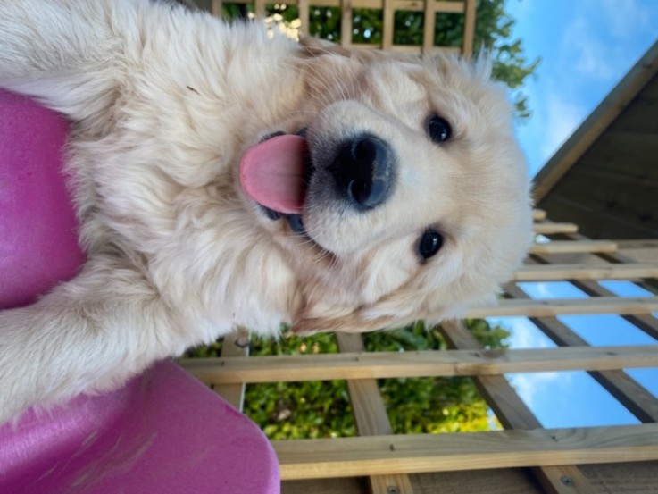 Quality Golden Retriever Puppies