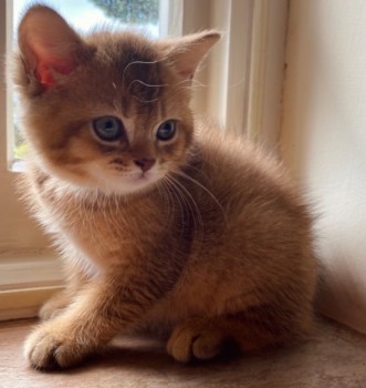 Scottish Fold kitten 