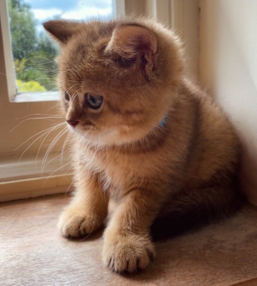 Scottish Fold kitten 