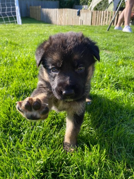 Kc Registered German Shepherd Puppies.