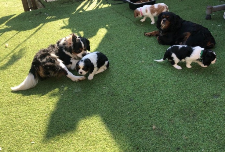 Cavalier King Charles Spaniel puppies