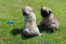 Fantastic Pug Puppies Available