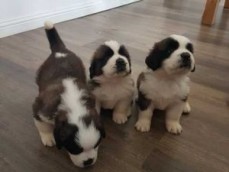 Saint Bernard puppies for any good home.