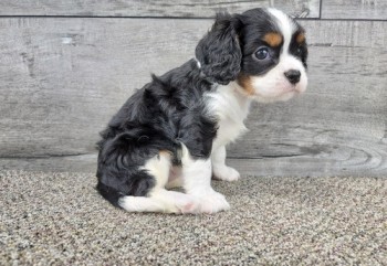 CAVALIER KING CHARLES SPANIEL PUPS