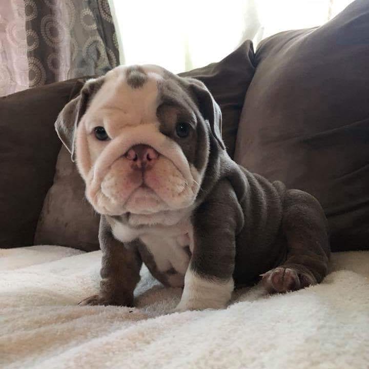 English Bulldog Puppy for sale 