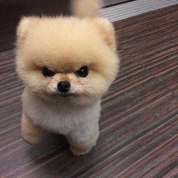 Cute Pomeranian Puppy for sale 