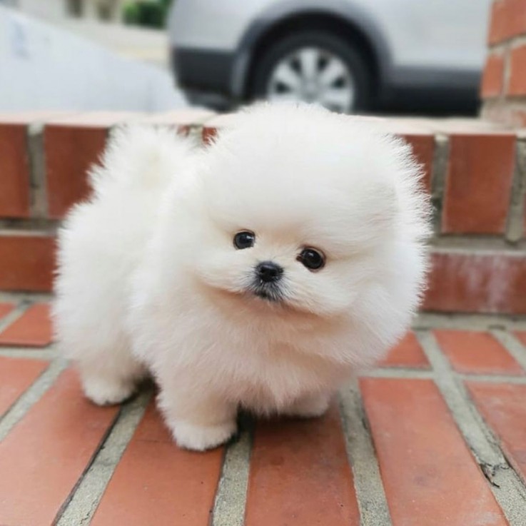 Cute Pomeranian Puppy for sale 