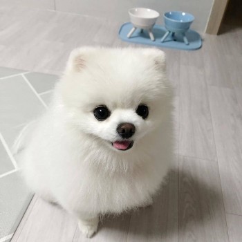 Cute Pomeranian Puppy for sale 