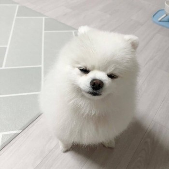 Cute Pomeranian Puppy for sale 