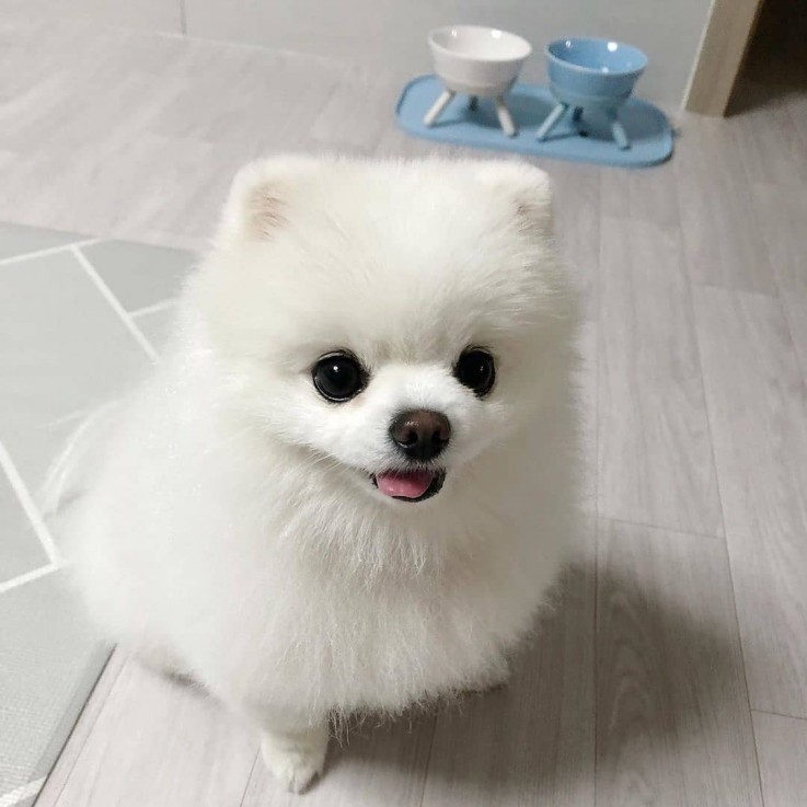 Cute Pomeranian Puppy for sale 