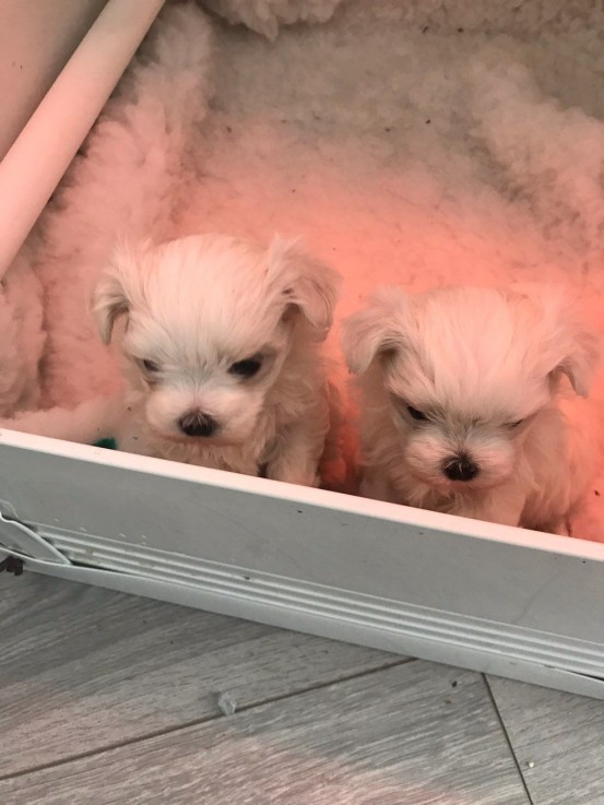 Clever Maltese Puppies for Sale