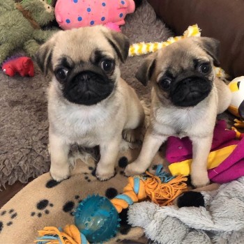 2 Pug Puppies for sale 