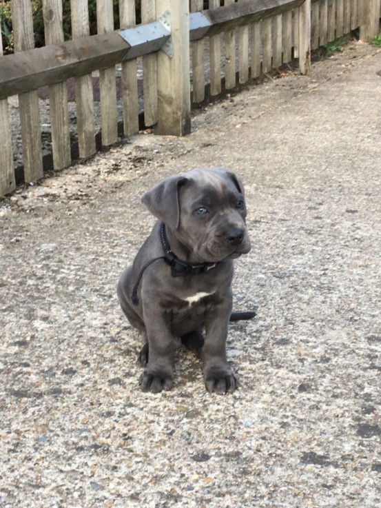 Awesome Cane Corso Puppy for sale 