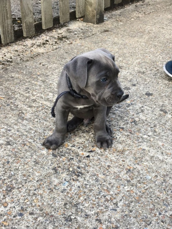 Awesome Cane Corso Puppy for sale 