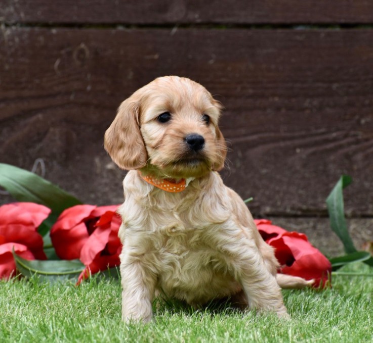 Registered Golden Retriever Puppy for sa