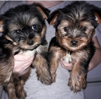 Miniature yorkshire puppies