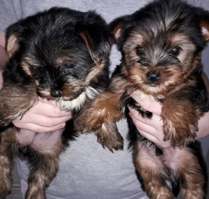 Miniature yorkshire puppies