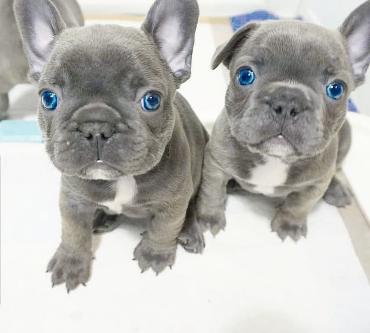 Quality French Bulldogs puppies