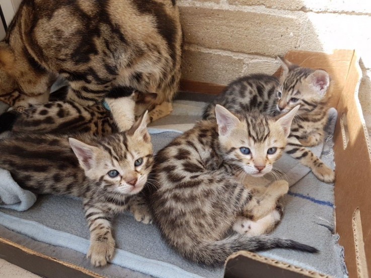 Bengal kitten for sale 