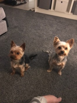 Yorkie  puppies ready to meet their new 