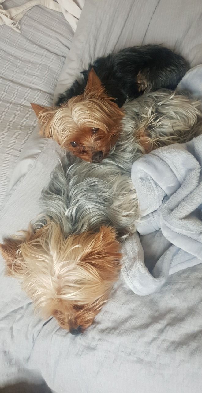 Yorkie  puppies ready to meet their new 