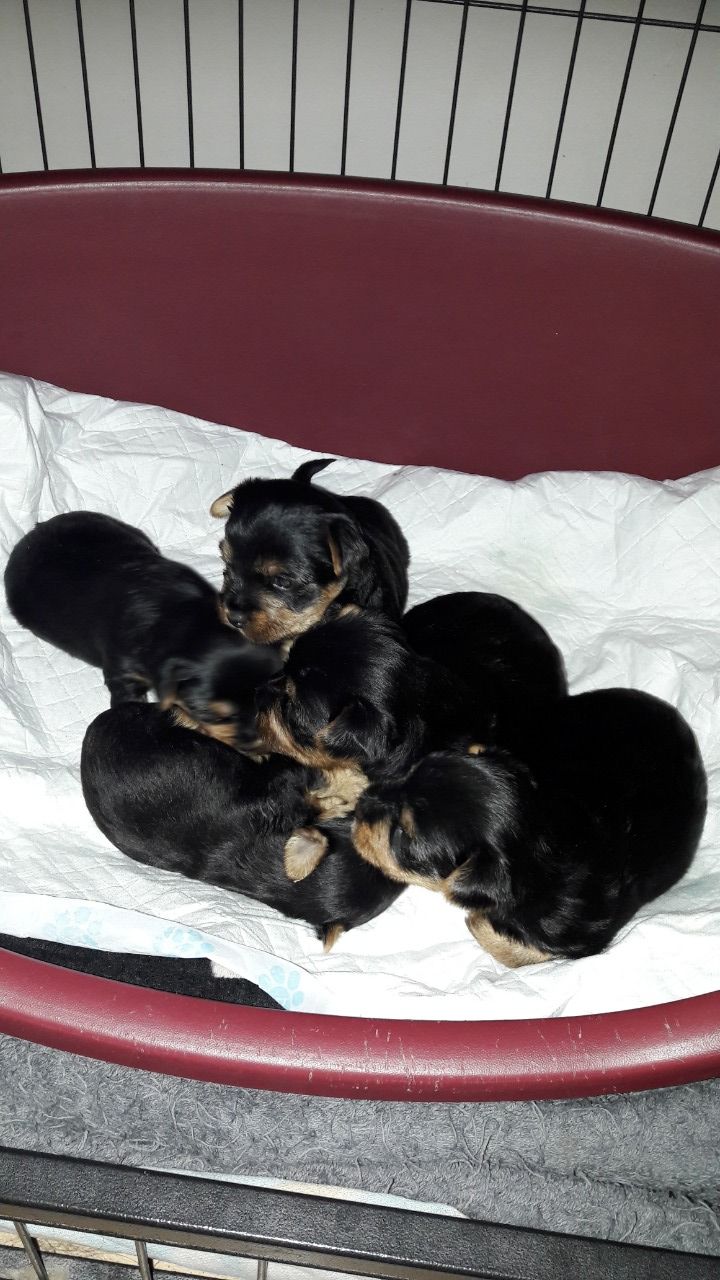 Yorkie  puppies ready to meet their new 