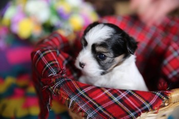 Yorkie  puppies ready to meet their new 