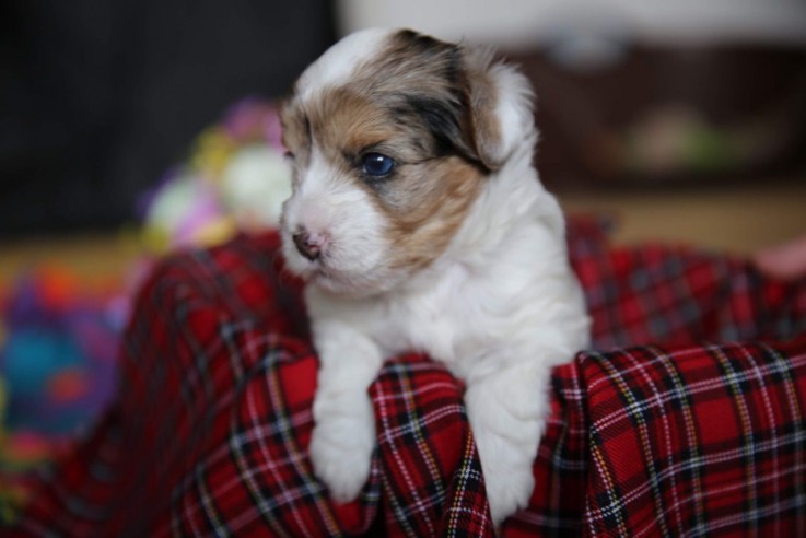 Yorkie  puppies ready to meet their new 