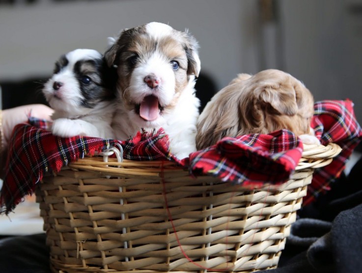 Yorkie  puppies ready to meet their new 