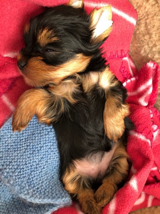 Yorkie  puppies ready to meet their new 