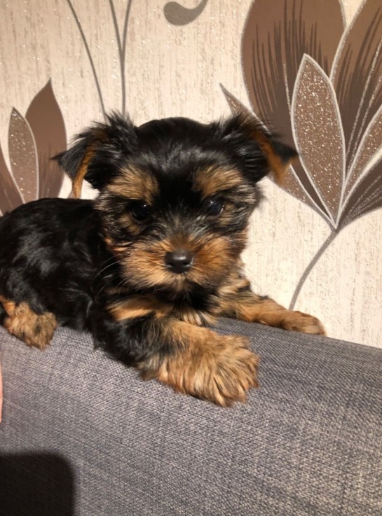 Yorkie  puppies ready to meet their new 