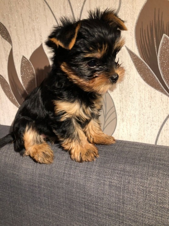 Yorkie  puppies ready to meet their new 