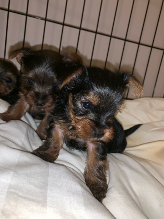 Yorkie  puppies ready to meet their new 