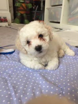 Bishon Frise Puppies awaits you