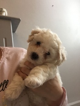 Bishon Frise Puppies awaits you